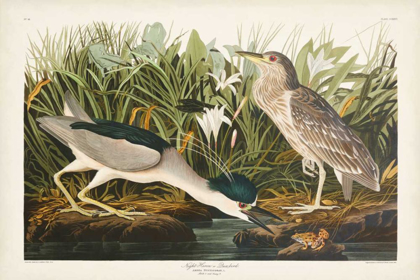 Picture of PL 236 NIGHT HERON