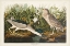 Picture of PL 236 NIGHT HERON