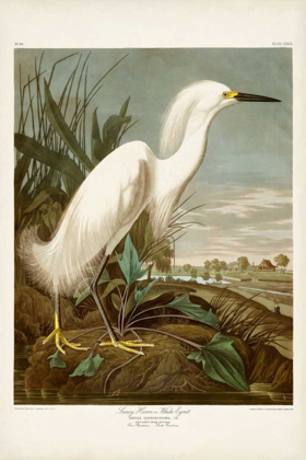 Picture of PL 242 SNOWY HERON