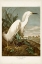 Picture of PL 242 SNOWY HERON