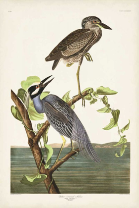 Picture of PL 336 YELLOW-CROWNED HERON