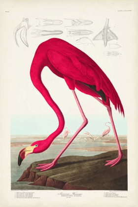 Picture of PL 431 AMERICAN FLAMINGO