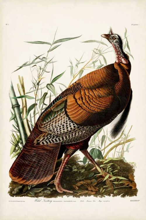 Picture of PL 1 WILD TURKEY