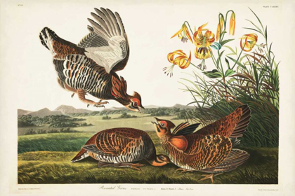 Picture of PL 186 PINNATED GROUSE
