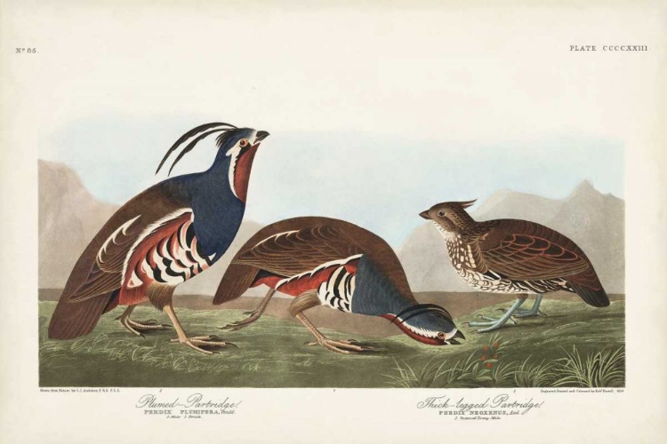 Picture of PL 423 PLUMMED PARTRIDGE