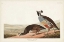 Picture of PL 413 CALIFORNIAN PARTRIDGE