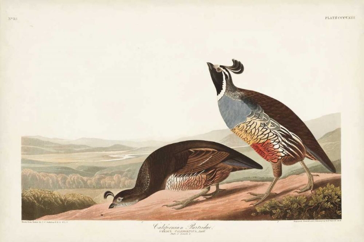 Picture of PL 413 CALIFORNIAN PARTRIDGE