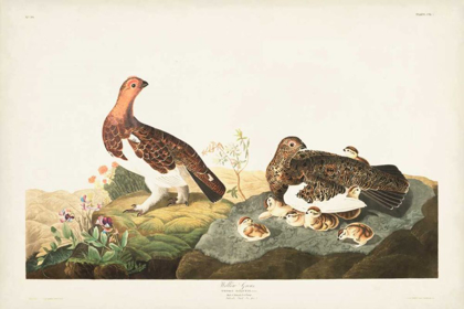 Picture of PL 191 WILLOW GROUSE