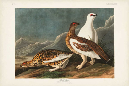 Picture of PL 368 ROCK GROUSE