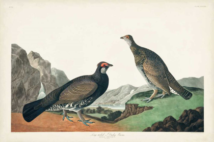 Picture of PL 361 LONG-TAILED OR DUSKY GROUSE