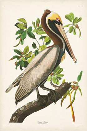 Picture of PL 251 BROWN PELICAN 