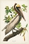 Picture of PL 251 BROWN PELICAN 