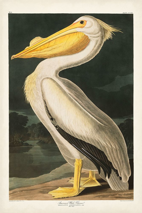 Picture of PL 311 AMERICAN WHITE PELICAN