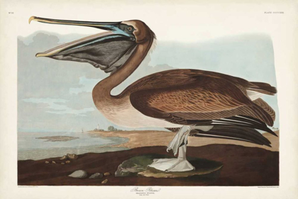 Picture of PL 421 BROWN PELICAN