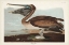 Picture of PL 421 BROWN PELICAN