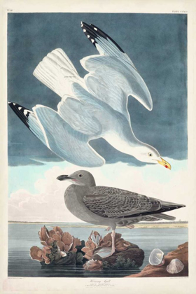 Picture of PL 291 HERRING GULL