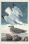 Picture of PL 291 HERRING GULL