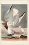 Picture of PL 324 BONAPARTIAN GULL