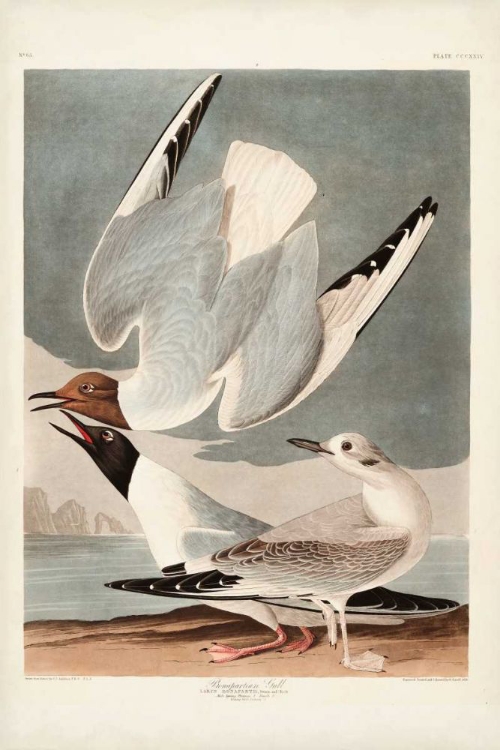 Picture of PL 324 BONAPARTIAN GULL