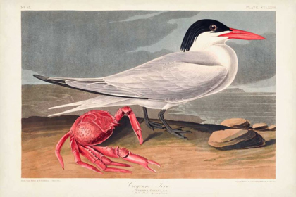 Picture of PL 273 CYENNE TERN