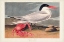 Picture of PL 273 CYENNE TERN