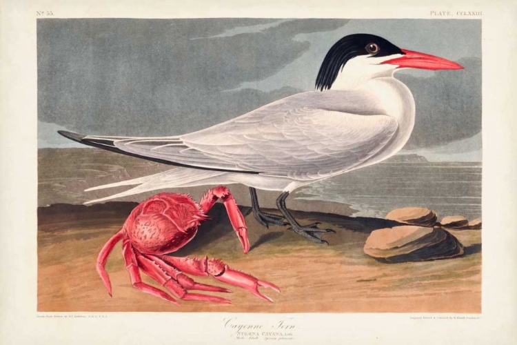 Picture of PL 273 CYENNE TERN