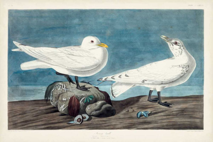 Picture of PL 287 IVORY GULL