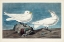 Picture of PL 287 IVORY GULL
