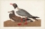 Picture of PL 314 BLACK-HEADED GULL