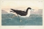Picture of PL 299 DUSKY PETREL