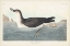 Picture of PL 295 MANKS SHEARWATER