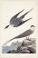 Picture of PL 267 ARTIC YAGER