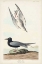 Picture of PL 280 BLACK TERN