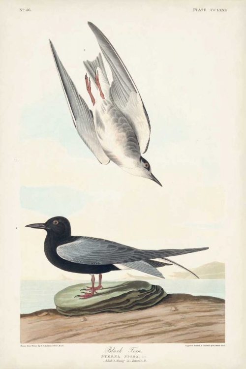 Picture of PL 280 BLACK TERN