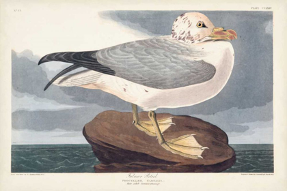Picture of PL 264 FULMAR PETRAL