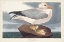 Picture of PL 264 FULMAR PETRAL