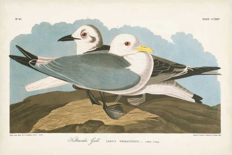 Picture of PL 224 KITTIWAKE GULL