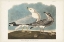 Picture of PL 212 COMMON AMERICAN GULL