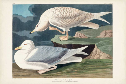 Picture of PL 282 WHITE-WINGED SILVERY GULL