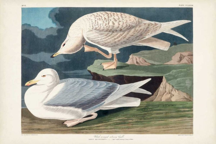 Picture of PL 282 WHITE-WINGED SILVERY GULL