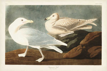 Picture of PL 396 BURGOMASTER GULL