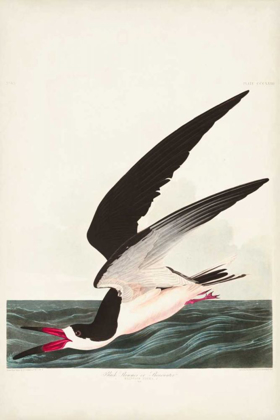 Picture of PL 323 BLACK SKIMMER OR SHEARWATER