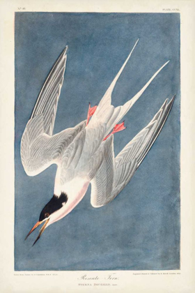 Picture of PL 240 ROSEATE TERN