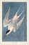 Picture of PL 240 ROSEATE TERN