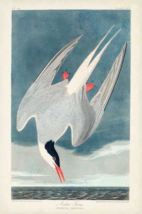Picture of PL 250 ARTIC TERN