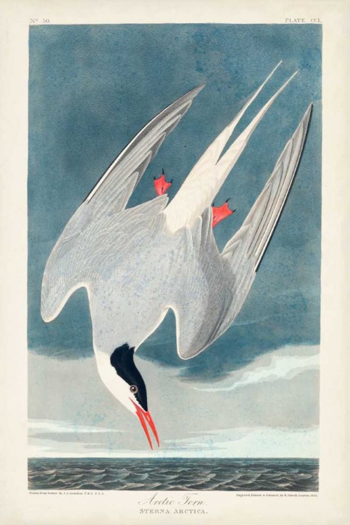Picture of PL 250 ARTIC TERN