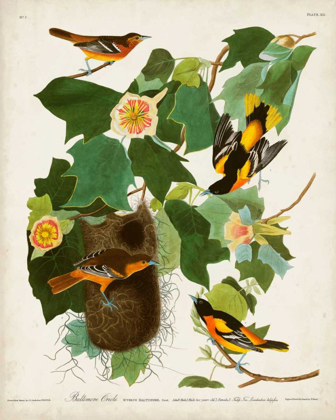 Picture of PL 12 BALTIMORE ORIOLE