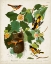 Picture of PL 12 BALTIMORE ORIOLE