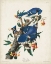 Picture of PL 102 BLUE JAY