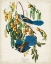 Picture of PL 87 FLORIDAY JAY